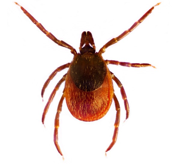 Ixodes ricinus eli tavallinen punkki.